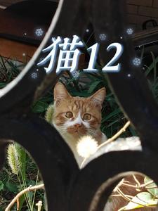 猫12色是什么颜色